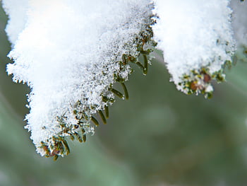 snow, winter, branches, background, tree, close up, christmas, forest, outdoor, snowflakes, needle
