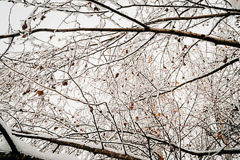 bezlisté stromy, Snow-pokryté větve, zimní les, klidné nastavení, detail, holé větve, zasněžené krajiny, zimní scenérie, větve stromů, zasněžené stromy, zimní přírody