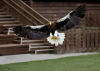 eagle, steller's Sea Eagle, pacific Sea Eagle, white-shouldered Eagle, bird, avian, ornithology, bird Of Prey, raptor, hunter, predator