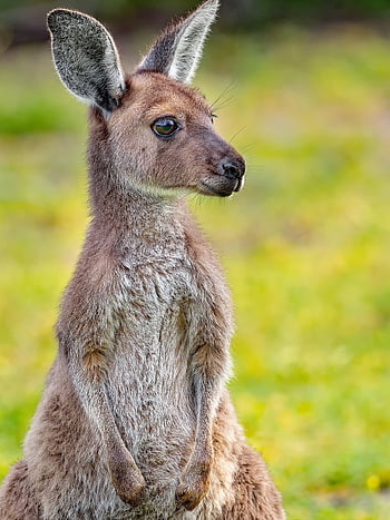 kanguru, australia, berkantung, margasatwa, alam