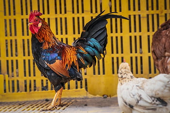 gallo, bird, pens, plumage, peak, hen, chicken Coop, nature, crest, colorful