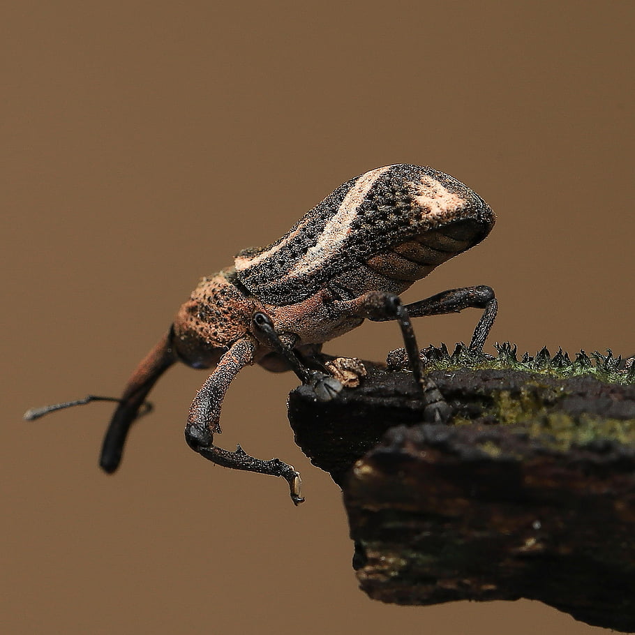 weevil, brouk, hmyz, zvíře, členovců, přírodní, dřevo, Příroda, makro, detailní