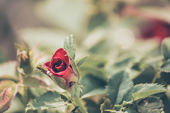 macro, sunlight, flower Garden, desktop Backgrounds, red, valentine, wallpaper Hd, full Hd Wallpaper, natural, flower, flower Background