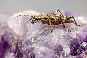 kumbang longhorn berbintik hitam, kumbang, serangga, hama, hewan, kecil, invertebrata, arthropoda, margasatwa, alam, makro