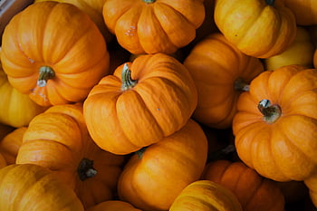 podzim, dýně, Pozadí, zemědělství, jídlo, squash, zahrada, oranžový, náplast, říjen, sezóna