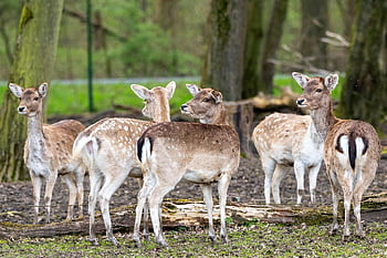 daino, cervo, natura, selvaggio, capriolo, animali, foresta, parco faunistico, prato, mammiferi