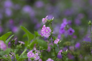 carnation, flower, nature, bundle, garden, mom, bloom, beautiful Flowers, flower Wallpaper, flower Background, mine
