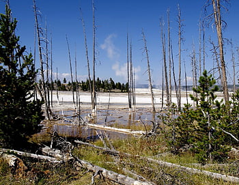 yellowstone, national Park, wyoming, usa, nature, landscape, wilderness, outdoors, scenery, geyser, hot