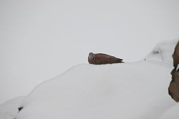 pták, ornitologie, druh, fauna, ptačí, zvíře, volně žijících živočichů, sníh, zimní, sezóna, Bead Neck Dove