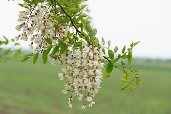 acacia, wood, nature, leaves