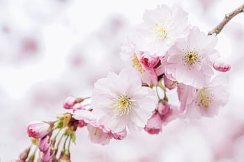 cherry Blossoms, petals, nature, tree, spring, sakura, bloom, blossom, close Up, pastel, romantic