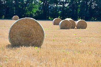 건초, 건초 bales, 들, 빨대, 농업, 시골의, 곤포, 농장