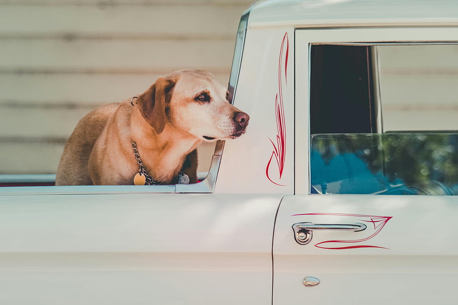 žlutý labradorský retrívr, vinobraní auto, rozkošný Labrador, radost a dobrodružství, pickup, Labrador Peeking, dospělý labrador, Okno kamionu, labradorský retrívr, náklaďák zpět, labrador pes