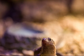 lizard, iguana, reptile, animal, dragon, exotic, head, nature, tropical, scaly, creature