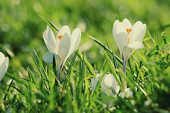 krokus, jarní květina, rostlina, brzy bloomer, okvětní lístek, Příroda, tráva, jaro, flóra, louka