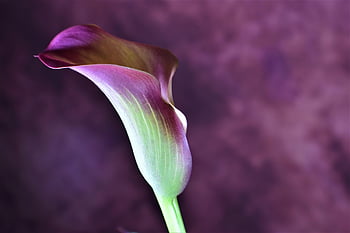 calla lily, květ, calla, lilie, krásné květiny, květinový, jaro, zahrada, Příroda, hd tapetu, květinové pozadí