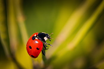 ladybug, beetle, insect, animal, nature, spring, insects, red, lucky Charm, points, fauna