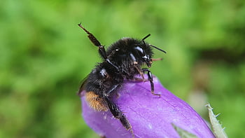 bee, insect, fitness, exercise, yoga, nature, flower, bloom, blossom