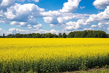 campo di colza, colza, fiori di colza, campo, cielo, natura, agricoltura, fiori gialli, rurale, prato, azienda agricola