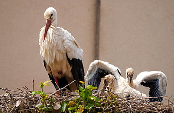 storks, nature, white Storks, nest, rattle Stork, birds, bird's Nest, feathers, plumage, aves, avian