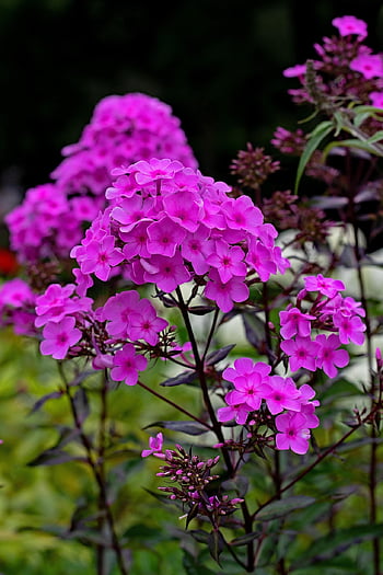 phlox Paniculata, flame Flower, flowers, rose Flamed, garden, summer, bright, striped, white