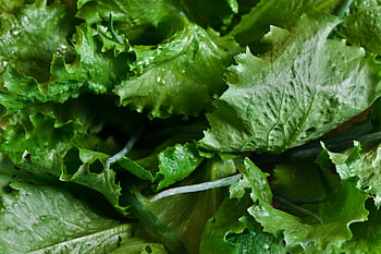 lechuga, lechuga crujiente, verde vibrante, ingrediente de ensalada, comidas saludables, lechuga fresca, hojas verdes, verduras de hoja verde, ensaladas verdes, alimentación saludable, productos frescos