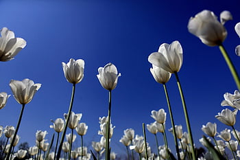 tulipaner, blomster, felt, hvite tulipaner, petals, hvite kronblade, blomst, blomstre, flora, himmel, planter