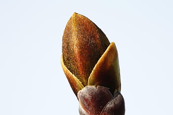 spring, plant, drove, scion, green, close Up, botany, nature, leaves, garden, sprout