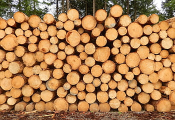 pryskyřice, Osterode, kmeny stromů, dřevo, Příroda, hromadu dřeva, lesnictví, skládaný, les, dřevařský průmysl, úložný prostor