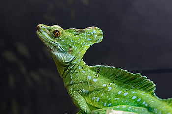 Basilisk, kadal, hewan, reptil, margasatwa, eksotik, kebun binatang, terarium, rimba, gurun, alam