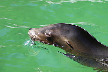sea Lion, sea Lion Pool, swim, sea Creatures, marine Life, mammal, zoo, wuppertal, water, nature, wildlife