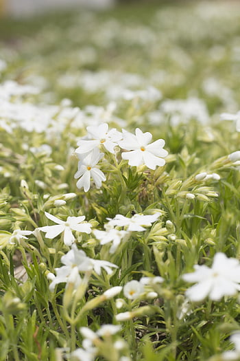 wild Flower, beautiful Flowers, white Flower, nature, plant, flower, spring Flowers, field, wildflower, flower Wallpaper, white