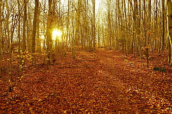 forest, black Forest, wallpaper Hd, trees, idyllic, laptop Wallpaper, mac Wallpaper, free Background, full Hd Wallpaper, sunbeams, Wallpaper 1920x1080