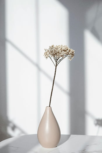 bílá květina, béžová váza, Minimalistická váza, jemná květina, měkké sluneční světlo, bílý povrch, jediný květ, moderní dekor, pokojové rostliny, květinové aranžmá, přirozené světlo