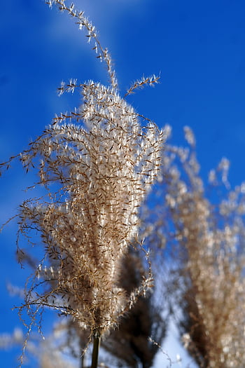 tráva, botanika, Příroda, růst, rostlina, okrasné trávy, pampas trávy, flóra
