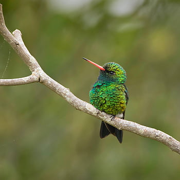 Kolibri, Brilliant Bellied Smaragd, Vogel, Chlorostilbon lucidus, Wildvogel, Tier, Tierwelt, Ast, Natur, Vögel beobachten, Vogelkunde