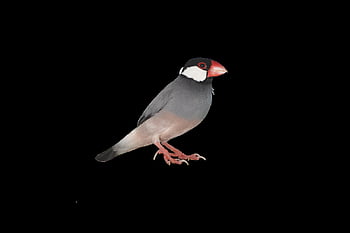 png, java sparrow, burung gereja, burung, burung kecil, alam, berhenti