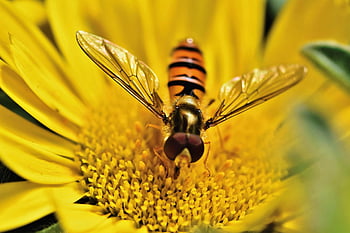 vznášet se létat, hmyz, květ, květina létat, syrphid létat, opylování, zvíře, rostlina, Příroda, detailní
