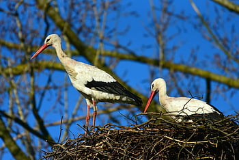 čáp bílý, brodivý pták, dravec, zvíře, peří, Pírko, zobák, Příroda, stojící, hnízdo, ciconia ciconia