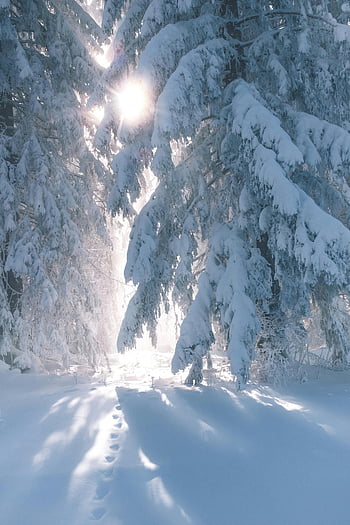 snow-covered trees, winter forest, sunny winter day, coniferous trees, pine trees, sunlight filtering, peaceful winter, snow-covered pine, winter landscape, forest snow, winter sunlight