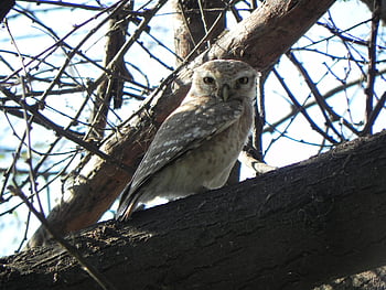 bird, nature, spotted Owlet, athene Brama, owl, nocturnal, predator, hunter, bharatpur, india, gray Owl