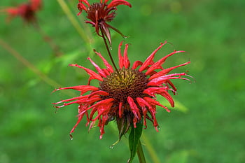 květ, šarlatový monarda, zahrada, bergamot, růst, botanika, rostlina, monarda didyma, Příroda