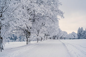 la neve, paesaggio, alberi, paesaggio invernale, paesaggio innevato, freddo, coperto di neve, natura, inverno