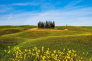 barley Field, field, trail, pine Trees, yellow Rapeseed, spring, sunset, travel, toscana Italy, nature, endless Field