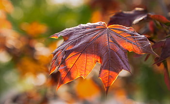 le foglie, fogliame, pianta, foglie gialle, flora, avvicinamento, natura, autunno