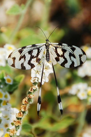farfalla bianca e nera, fiori bianchi, messa a fuoco selettiva, ambiente naturale, farfalla sui fiori, fioriture bianche, farfalla sorprendente, fotografia naturalistica, fotografia floreale, fotografia di insetti, scena all'aperto