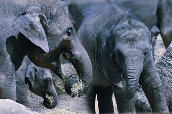 elephants, family, baby Elephant, asian Elephant, omnivore, nature, animal, wildlife, zoology, herman Park Zoo, parenting