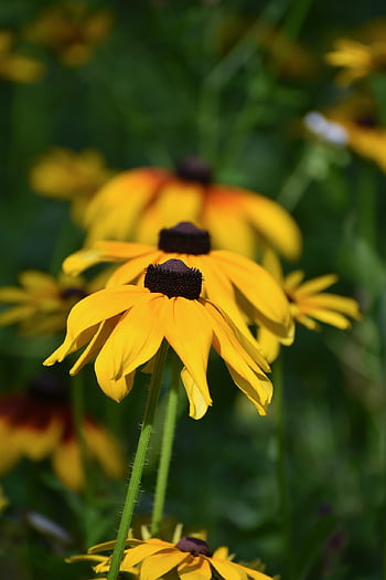 coneflower, flower Wallpaper, beautiful Flowers, yellow, flower, blossom, bloom, flower Background, summer, nature, garden Flowers