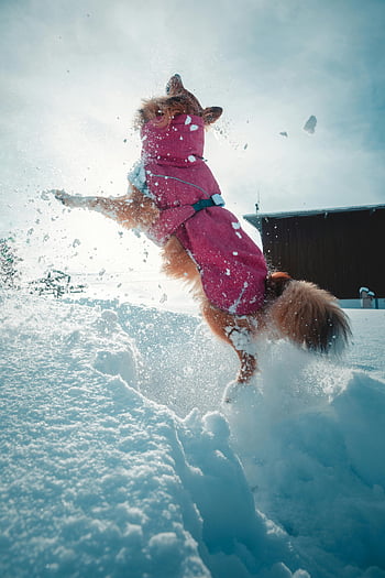 dog, pink coat, jumping, snow, playful, snowy landscape, Megève, France, winter, outdoor, fun