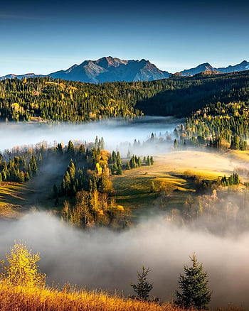 mountains, trees, fog, foggy, haze, mist, misty, morning Fog, forests, landscape, nature